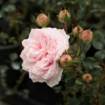 Awakening - pink - climber rose