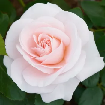 A szirmok egyöntetű, lágy pasztell -rózsaszín tónusúak, selymes matt fényűek. - virágágyi floribunda rózsa - erős, jól érezhető illatú rózsa - telt, bársonyos karakterű