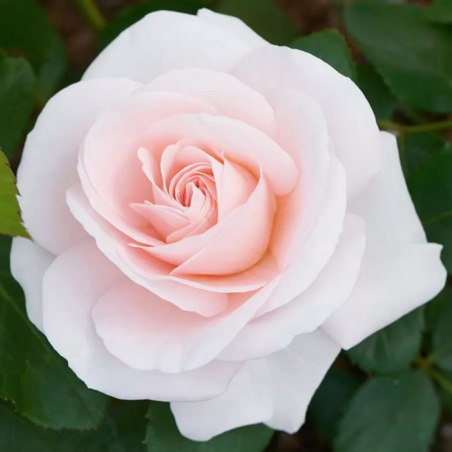 Virágágyi floribunda rózsa - Rózsa - Anna Ancher™ - online rózsa vásárlás