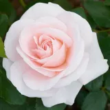 Virágágyi floribunda rózsa - diszkrét illatú rózsa - savanyú aromájú - kertészeti webáruház - Rosa Anna Ancher™ - rózsaszín