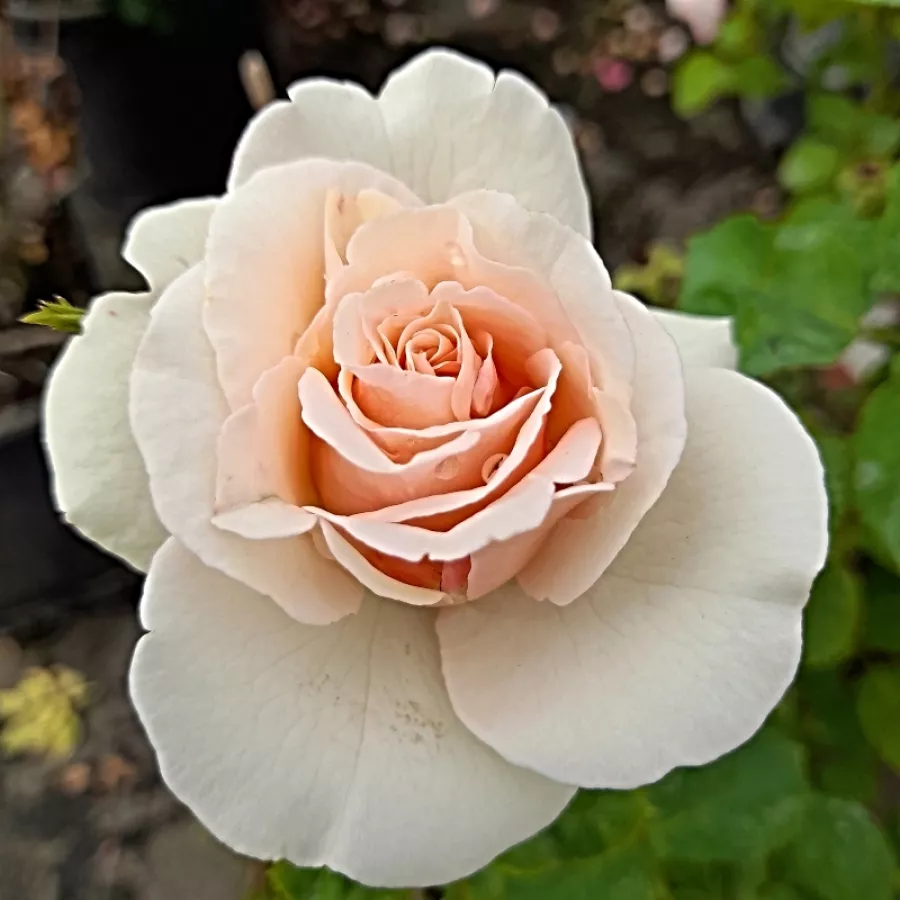 Ruža floribunda za gredice - Ruža - Anna Ancher™ - sadnice ruža - proizvodnja i prodaja sadnica