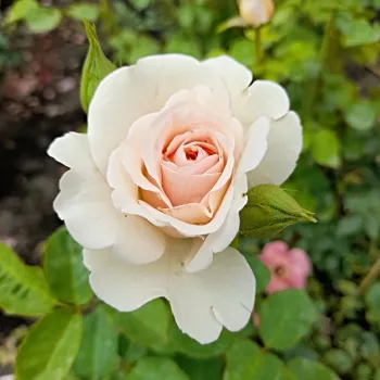 Rosa Anna Ancher™ - ružičasta - ruža floribunda za gredice