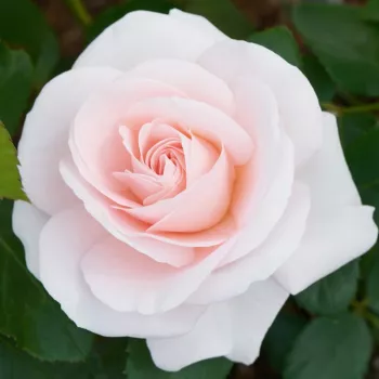 Svijetlo ružičasta - ruža floribunda za gredice - ruža diskretnog mirisa - kiselkasta aroma