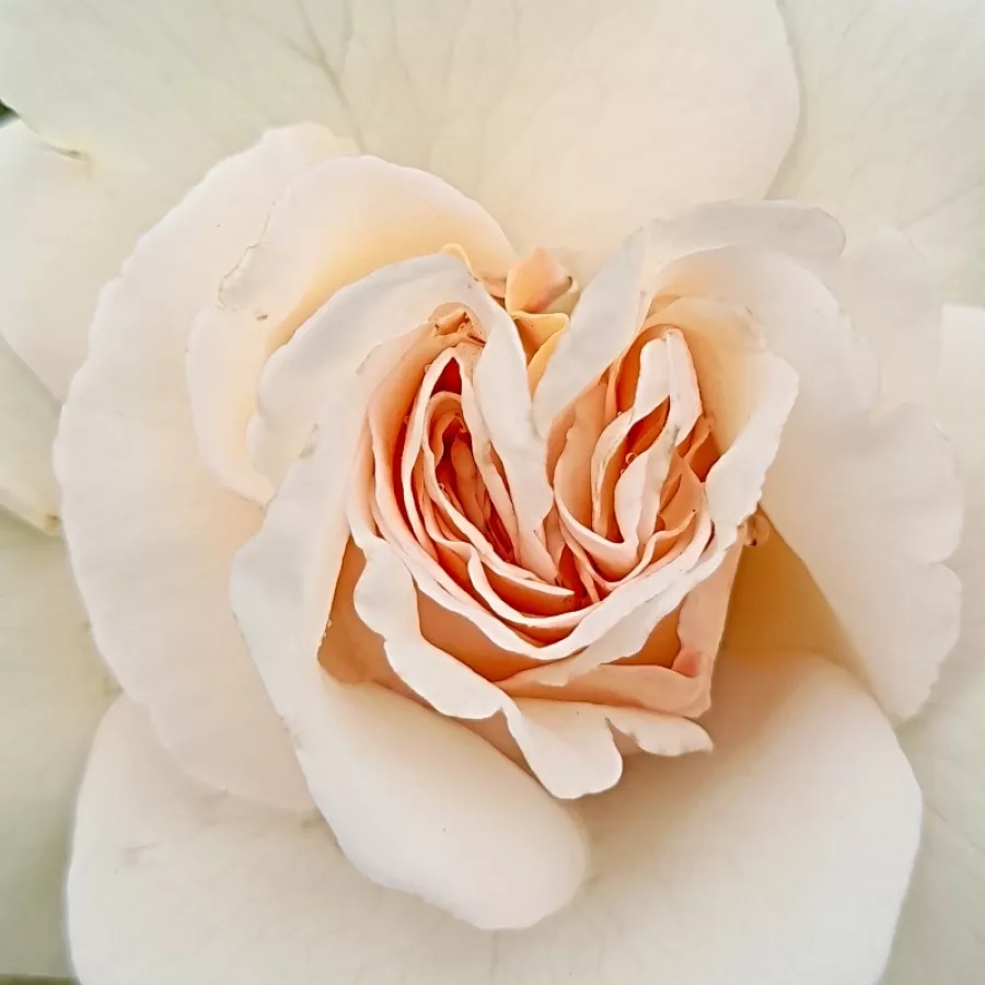 Csésze - Rózsa - Anna Ancher™ - online rózsa vásárlás