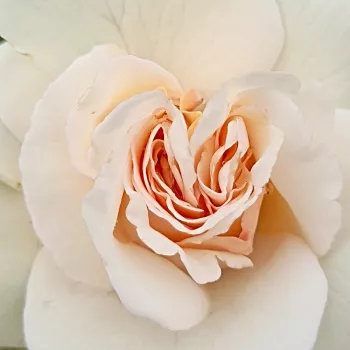 Rózsák webáruháza. - rózsaszín - virágágyi floribunda rózsa - diszkrét illatú rózsa - savanyú aromájú - Anna Ancher™ - (80-120 cm)