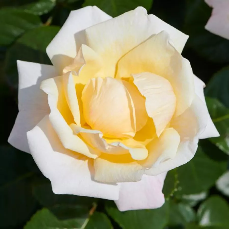 Róże rabatowe grandiflora - floribunda - Róża - Baroniet Rosendal™ - Szkółka Róż Rozaria
