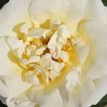 Róże krzewy, sadzonki - róże rabatowe grandiflora - floribunda - biały - róża ze średnio intensywnym zapachem - Baroniet Rosendal™ - (80-120 cm)