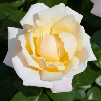 Blanco con tonos amarillo claro - árbol de rosas de flor simple - rosal de pie alto - rosa de fragancia moderadamente intensa - -