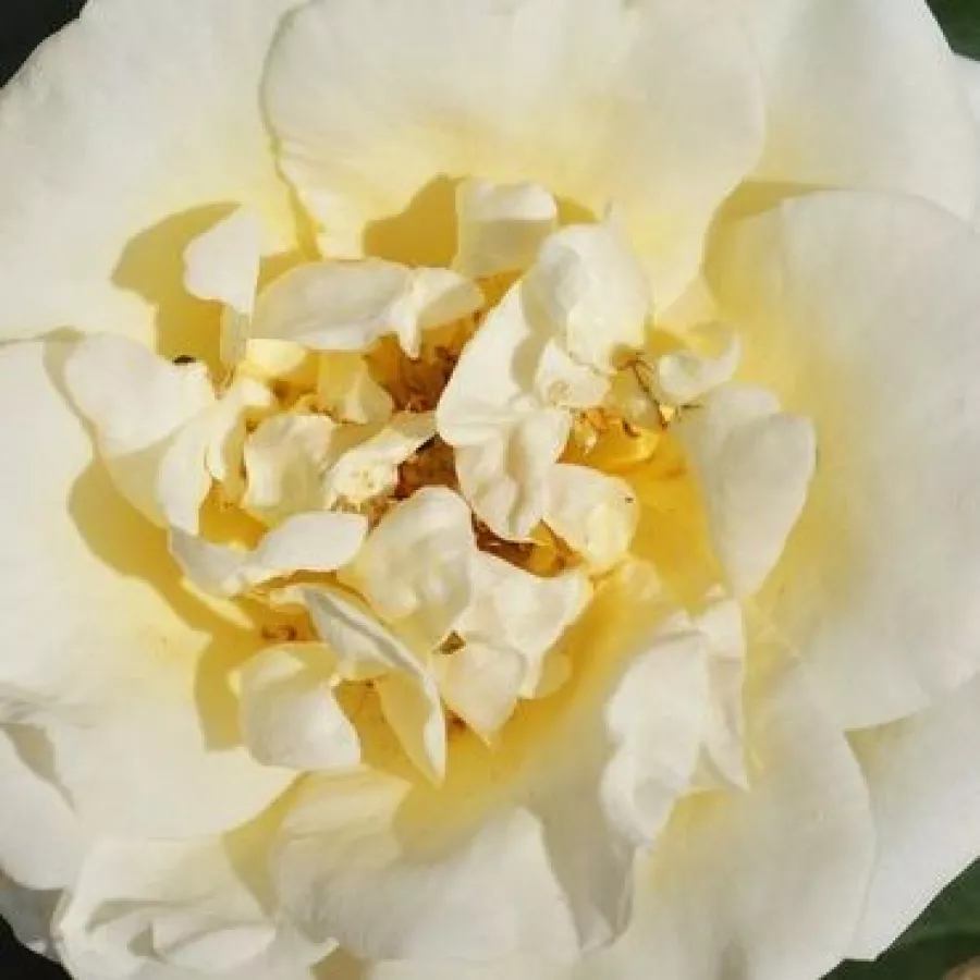 Completă - Trandafiri - Baroniet Rosendal™ - 