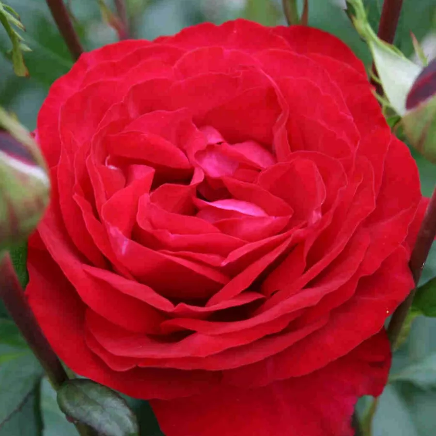 Piros - Rózsa - Birthe Kjaer - Online rózsa rendelés
