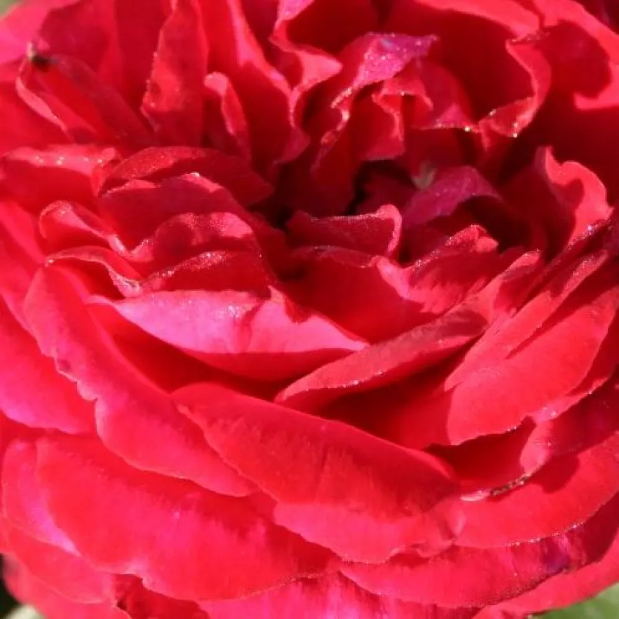 Solitaria - Rosa - Birthe Kjaer - rosal de pie alto