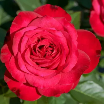 Rosa Birthe Kjaer - piros - nosztalgia rózsa