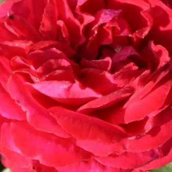 Rózsák webáruháza. - nosztalgia rózsa - piros - Birthe Kjaer - intenzív illatú rózsa - barack aromájú - (60-100 cm)