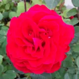 Piros - rózsaszín - nosztalgia rózsa - Online rózsa vásárlás - Rosa Katherine™ - intenzív illatú rózsa - fahéj aromájú