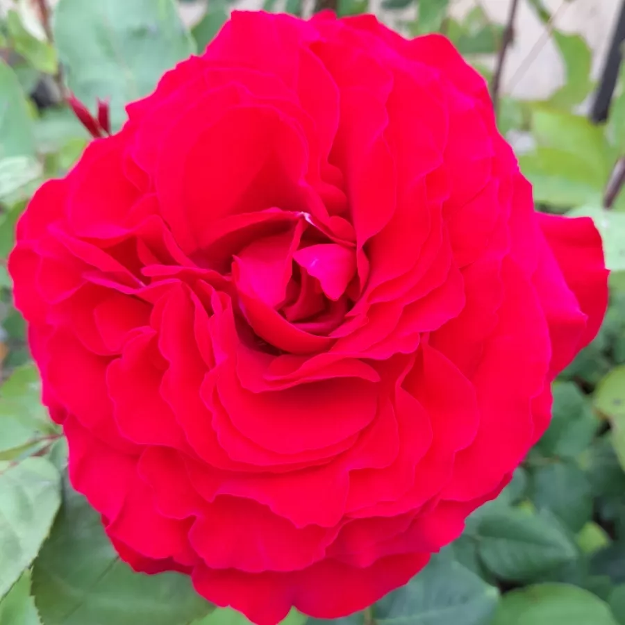 Czerwony różowy - Róża - Katherine™ - Szkółka Róż Rozaria