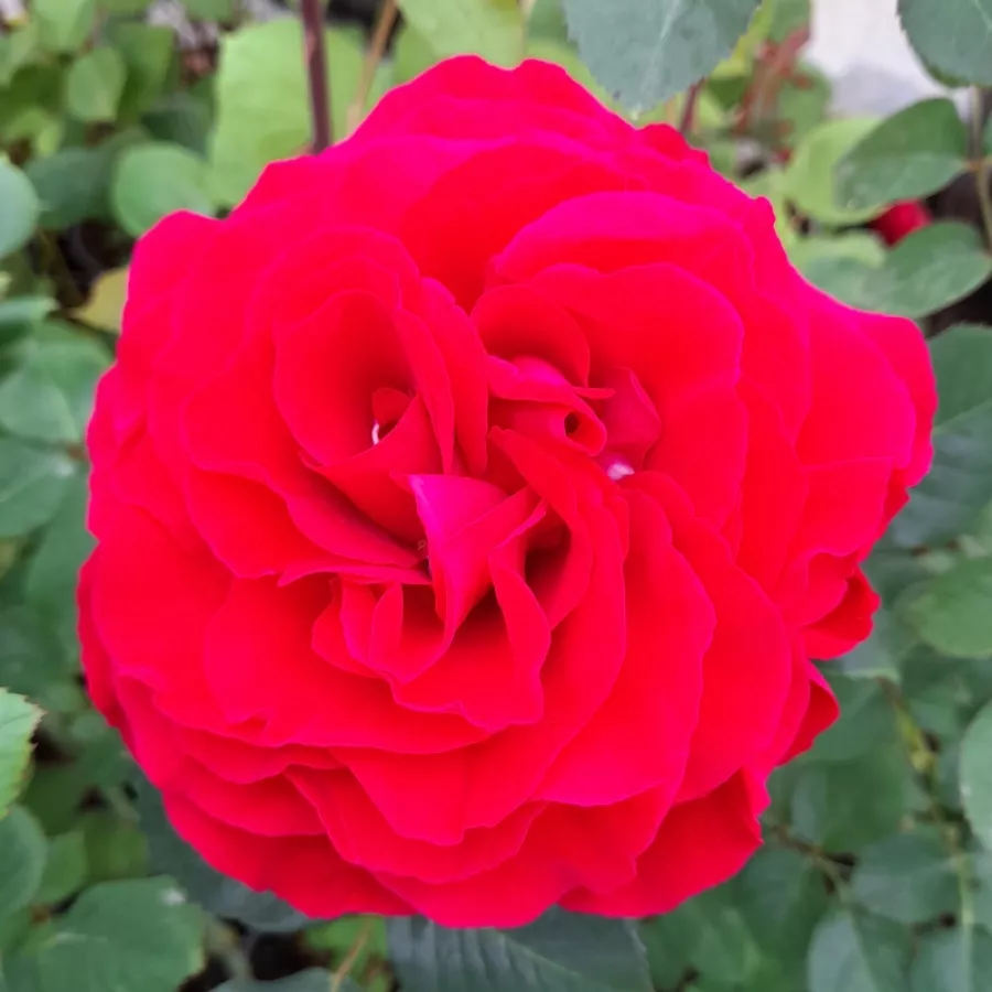 Roșu - roz - Trandafiri - Katherine™ - 