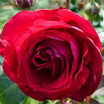 Roșu - roz - trandafiri pomisor - Trandafir copac cu trunchi înalt – cu flori în buchet