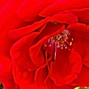 Ruže - online - koupit - červená - stromčekové ruže - Stromkové ruže, kvety kvitnú v skupinkách - Katherine™ - intenzívna vôňa ruží - škorica