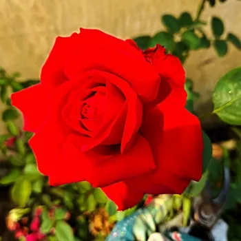 Rosa Katherine™ - roșu - roz - trandafiri pomisor - Trandafir copac cu trunchi înalt – cu flori în buchet