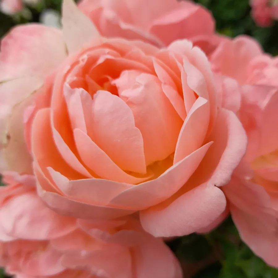 Rose Ibridi di Tea - Rosa - Lilo ™ - Produzione e vendita on line di rose da giardino