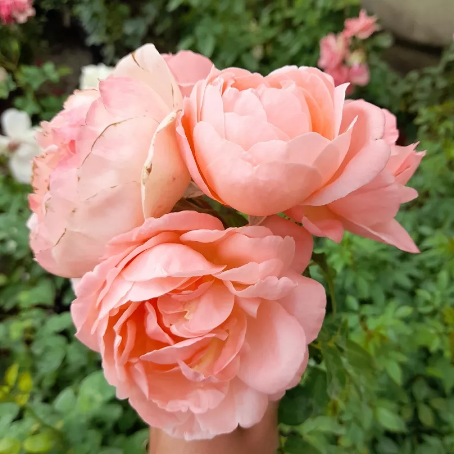 Różowy - Róża - Lilo ™ - Szkółka Róż Rozaria