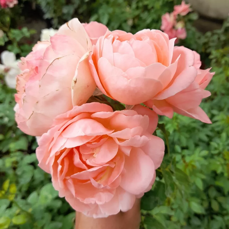 POUlren029 - Rosa - Lilo ™ - Produzione e vendita on line di rose da giardino