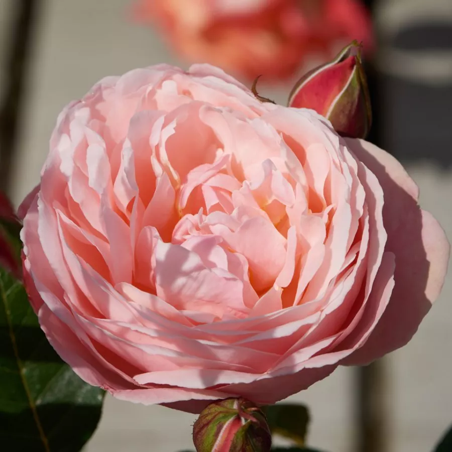 Różowy - Róża - Lilo ™ - 