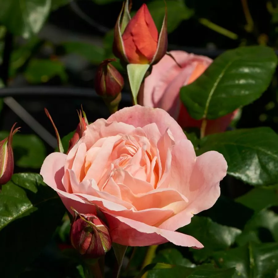 Mogens Nyegaard Olesen - Rosa - Lilo ™ - rosal de pie alto