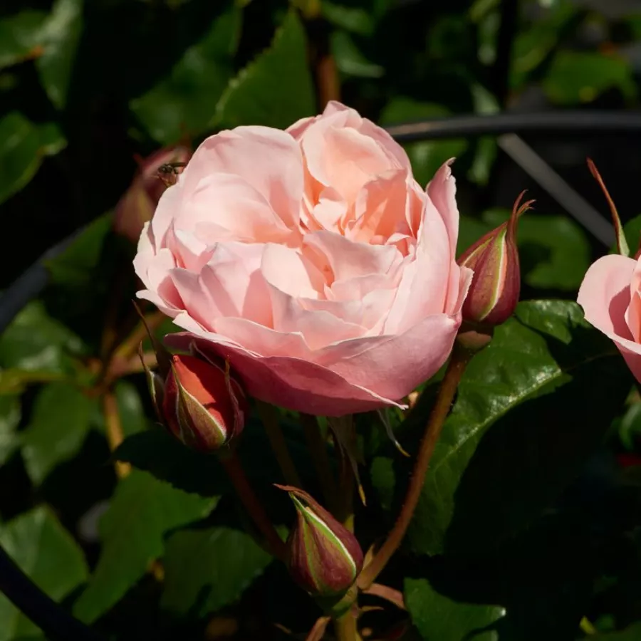 Csokros virágú - magastörzsű rózsafa - Rózsa - Lilo ™ - Kertészeti webáruház