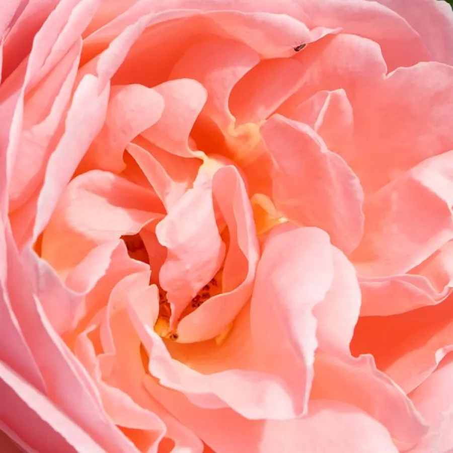En grupo - Rosa - Lilo ™ - rosal de pie alto