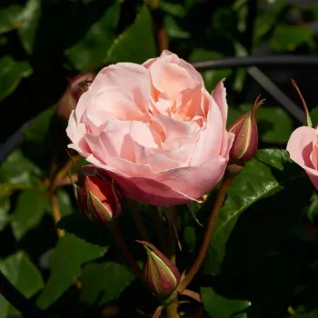Rosa Lilo ™ - 0 - stromkové růže - Stromkové růže, květy kvetou ve skupinkách