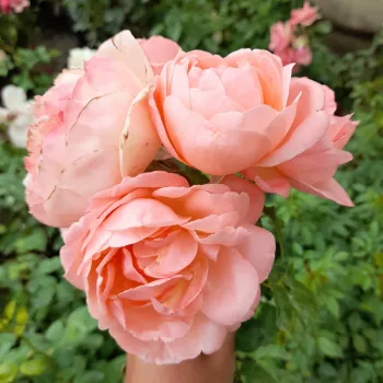 Svijetlo ružičasta - hibridna čajevka - umjereno mirisna ruža - slatka aroma