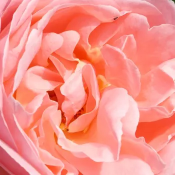 Trandafiri online - Trandafiri hibrizi Tea - roz - Lilo ™ - trandafir cu parfum intens - (40-60 cm)