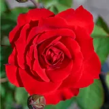 Piros - teahibrid rózsa - Online rózsa vásárlás - Rosa Dame de Coeur - közepesen illatos rózsa - gyöngyvirág aromájú