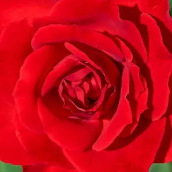 Rózsák webáruháza. - piros - teahibrid rózsa - Dame de Coeur - közepesen illatos rózsa - gyöngyvirág aromájú - (80-100 cm)