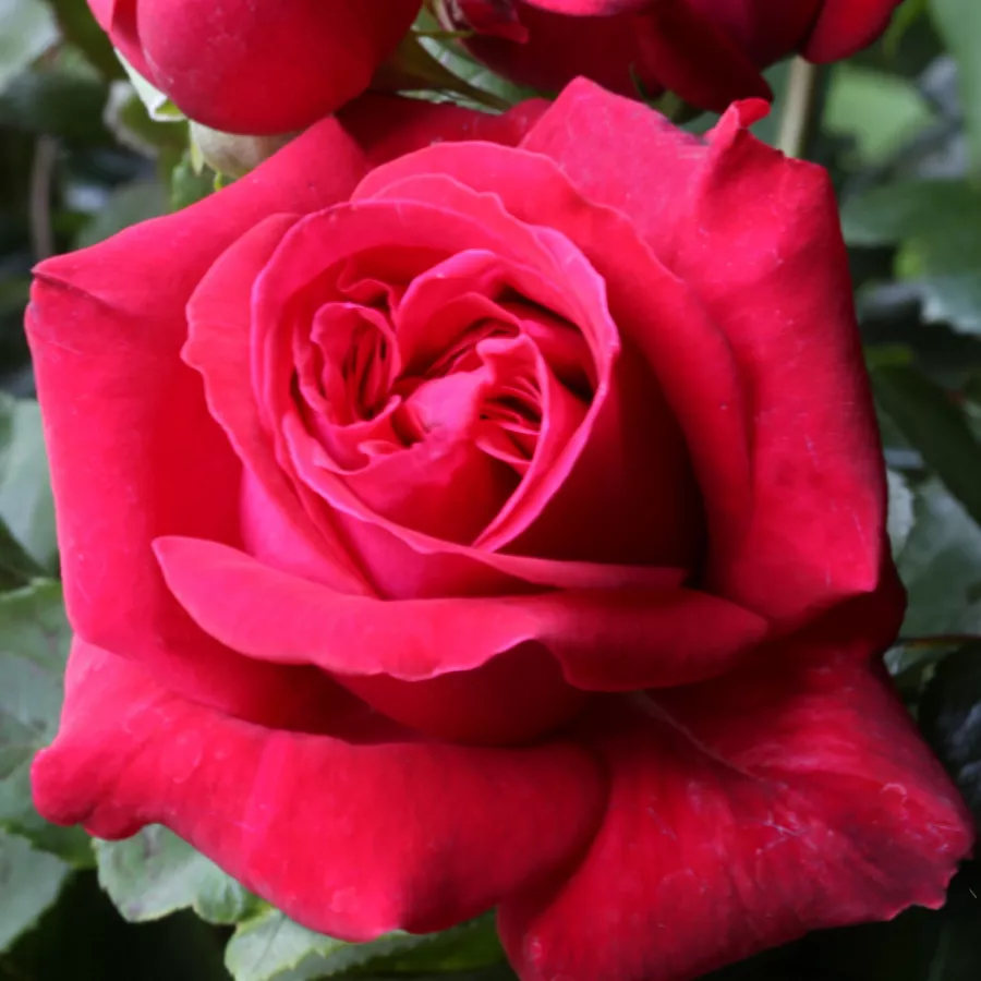Czerwony - Róża - Dame de Coeur - Szkółka Róż Rozaria