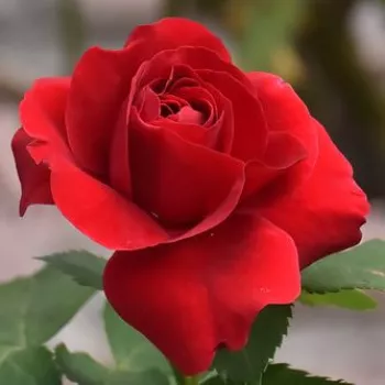 Rosa Dame de Coeur - rosso - Rose Ibridi di Tea