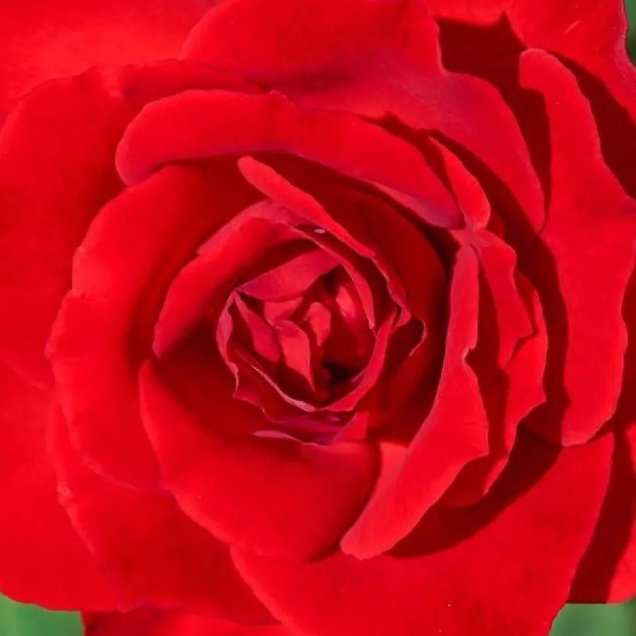 Pojedynczy - Róża - Dame de Coeur - 