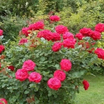 Világos cseresznyepiros - teahibrid rózsa - közepesen illatos rózsa - gyöngyvirág aromájú