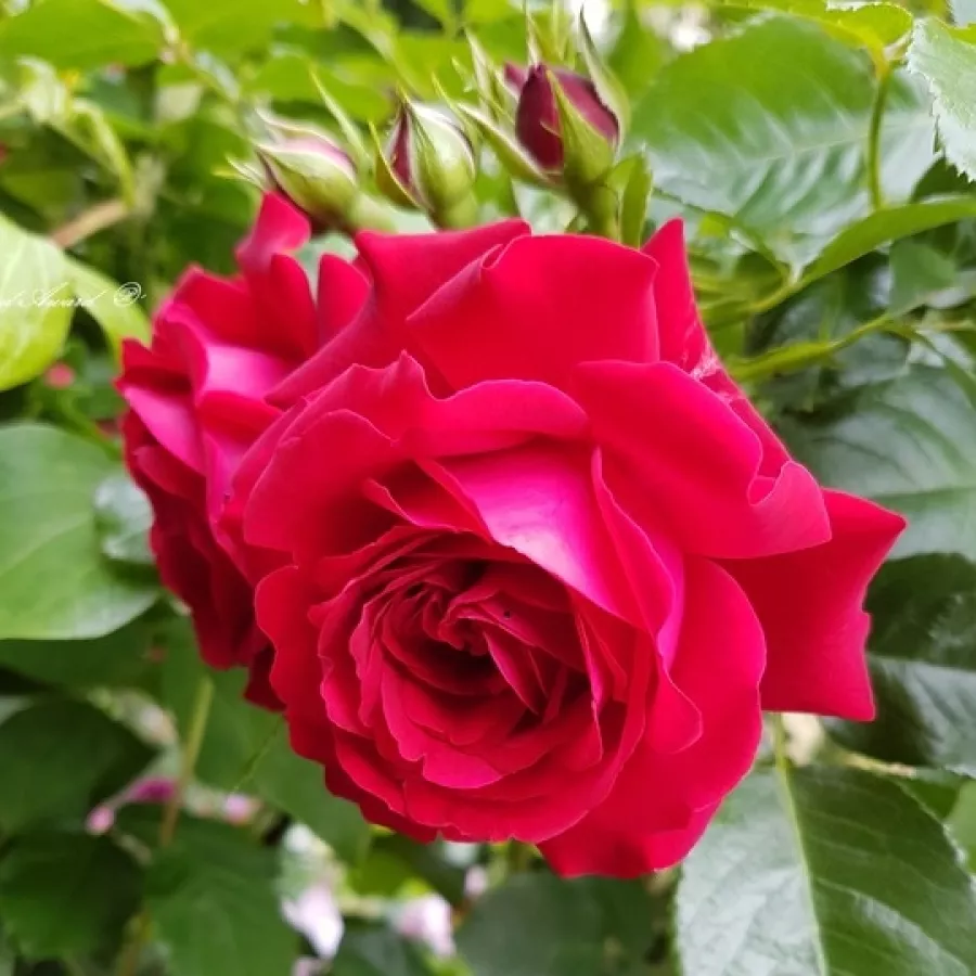 Roșu - Trandafiri - Grand Award ® - Trandafiri online