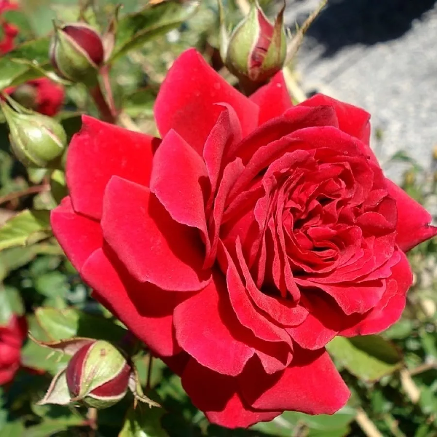 Diszkrét illatú rózsa - Rózsa - Grand Award ® - Online rózsa rendelés