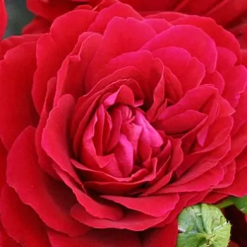 Online rózsa kertészet - climber, futó rózsa - piros - diszkrét illatú rózsa - vanilia aromájú - Grand Award ® - (160-180 cm)