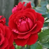 Piros - Kertészeti webáruház - csokros virágú - magastörzsű rózsafa - Rosa Grand Award ® - diszkrét illatú rózsa - vanilia aromájú