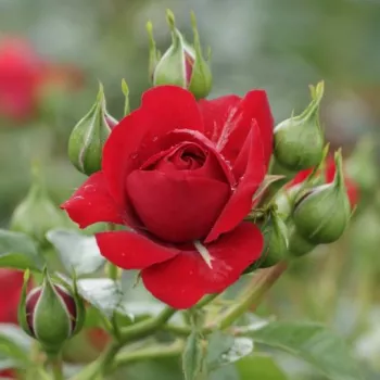 Rosa Grand Award ® - piros - csokros virágú - magastörzsű rózsafa