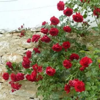 Rojo oscuro - árbol de rosas de flores en grupo - rosal de pie alto - rosa de fragancia discreta - vainilla