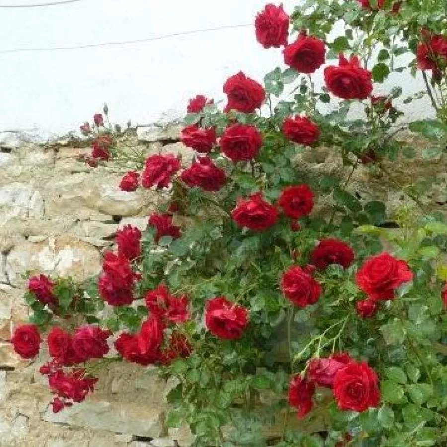 Telt virágú - Rózsa - Grand Award ® - online rózsa vásárlás