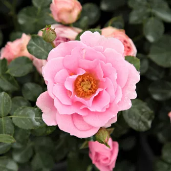 Online rózsa kertészet - rózsaszín - virágágyi floribunda rózsa - Baby Blanket® - diszkrét illatú rózsa - centifólia aromájú - (60-75 cm)