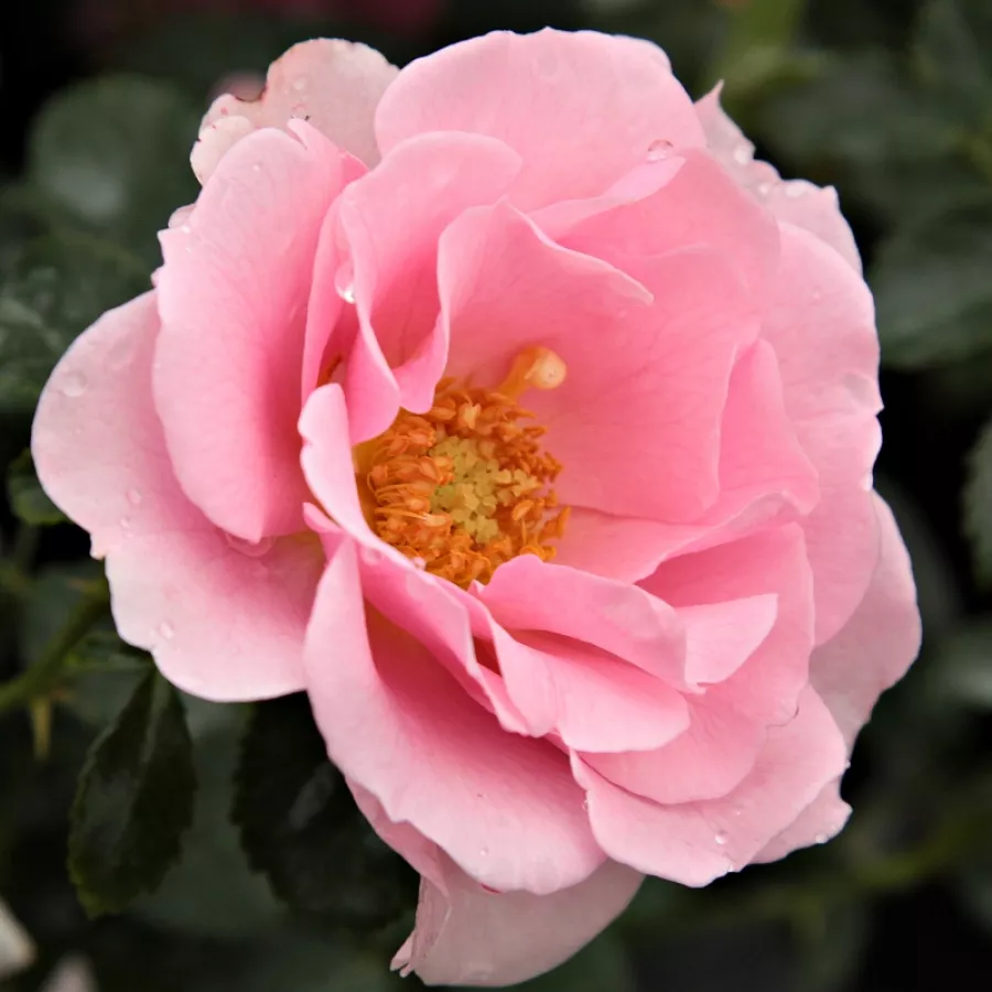 Róże rabatowe grandiflora - floribunda - Róża - Baby Blanket® - Szkółka Róż Rozaria