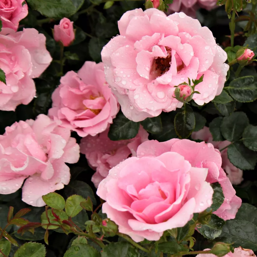Roz - Trandafiri - Baby Blanket® - Trandafiri online