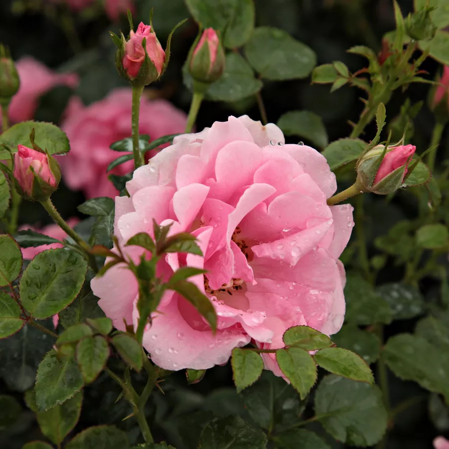Rosa del profumo discreto - Rosa - Baby Blanket® - Produzione e vendita on line di rose da giardino